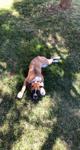 duke