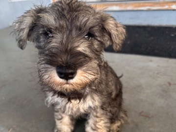 Miniature Schnauzer – female puppy – Los Angeles