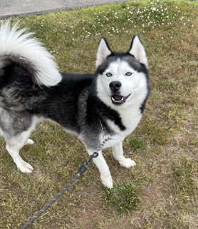 Siberian Husky – Sibrerian Husky