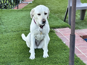 Labrador Retriever – Friendly 5-Year-Old Labrador Retriever Available in Burbank – Burbank