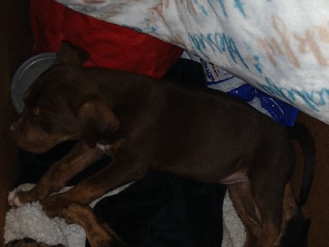 American Pit Bull Terrier – pit for hips – Long Beach