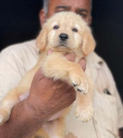 Golden Retriever – Golden Retriever Heavy Bone