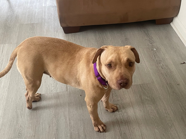 pit bull