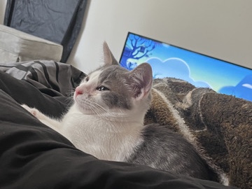 American Shorthair – Luke needs a home – Knox
