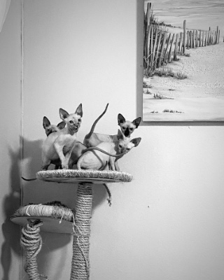 Sphynx – Sphynx pure breed  Kittens – New York