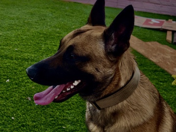 Belgian Shepherd Dog (Malinois) – Male Malinois German Shepherd – Glendale