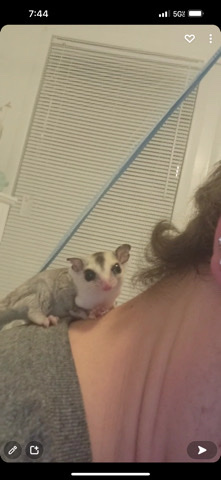 2 sugar gliders