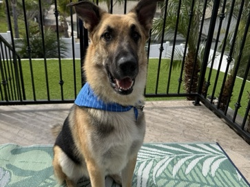 German Shepherd – German Shepherd – Carlsbad