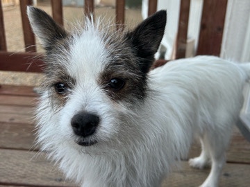 Mixed Breed – Hi my name is rocky!! – Henderson