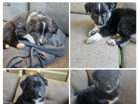 Australian Shepherd – puppies