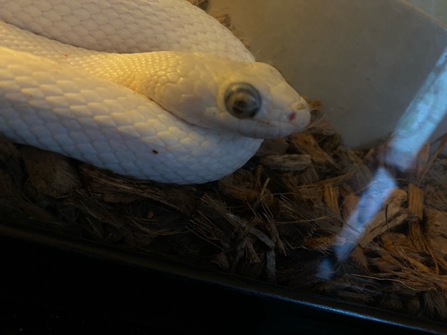 albino Texas rat snake