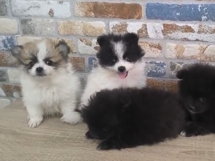 Pomeranian – pomeranias hembras mini – Mataró