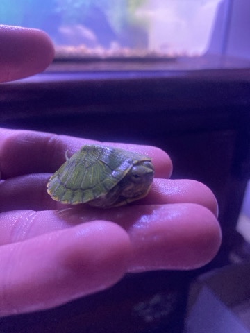 Any – regoming my turtles