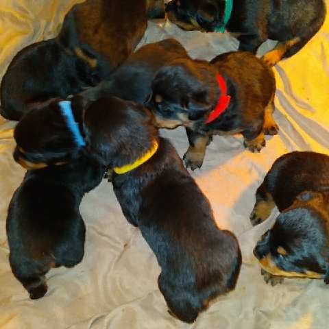 Rottweiler β BEAUTIFUL BLOCK HEAD BABIES π