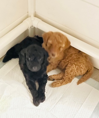 golden doodle pups! (small-med)