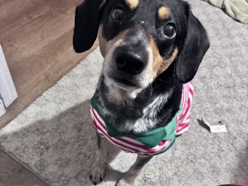 Beagle – please adopt – House Springs