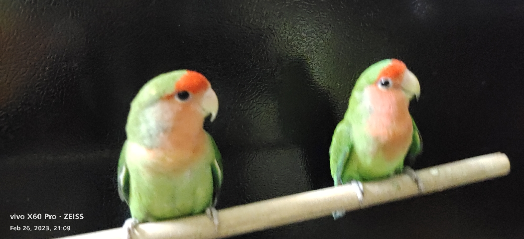 2pair of love birds for sale