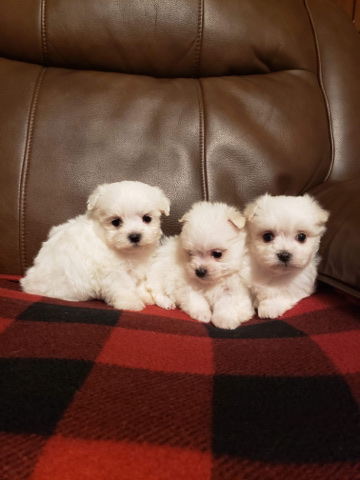 Maltese – Maltese A.K.C. Purebred Puppies For Sale