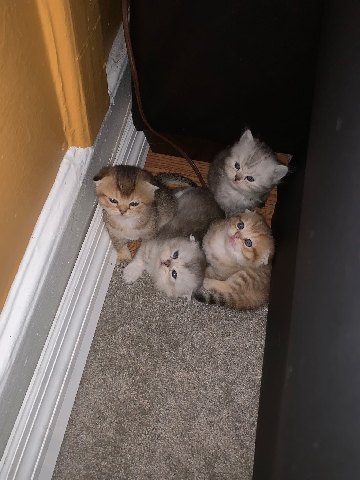 Scottish Fold – Scottish fold kittens