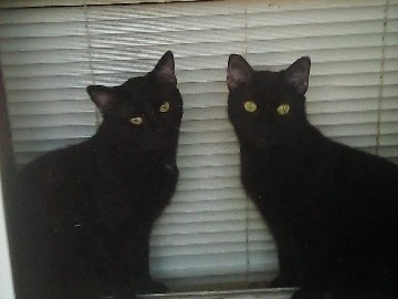 American Shorthair – sonjae-boy and sister same litterting tong – Springfield