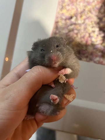 Any – Teddy Bear Hamster Babies 🤍