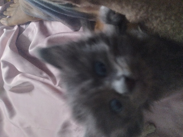 kitten
