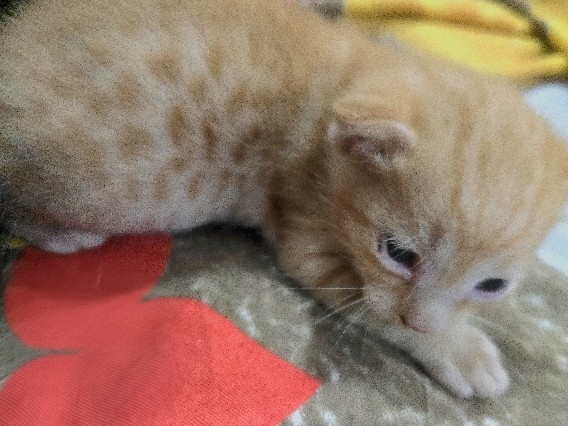 Bengal – Bengal–Persian Mix Kitten for Sale – Secunderabad