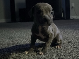 American Pit Bull Terrier – American pitbull terrier – Oklahoma City