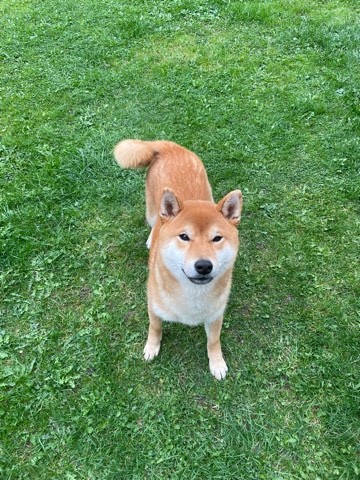 Shiba Inu – Dog for Sale