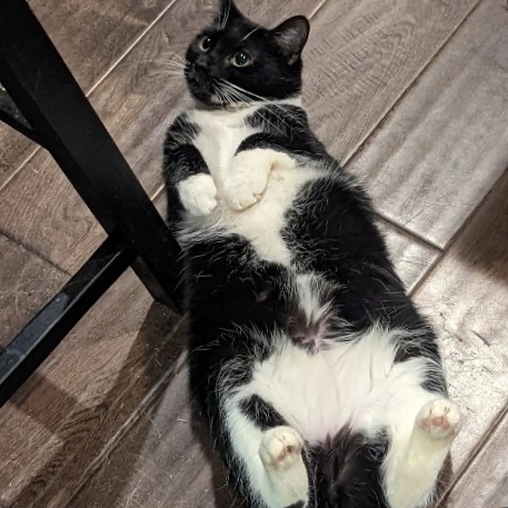 Re-Homing Cat