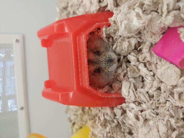 Robo Dwarf Hamster
