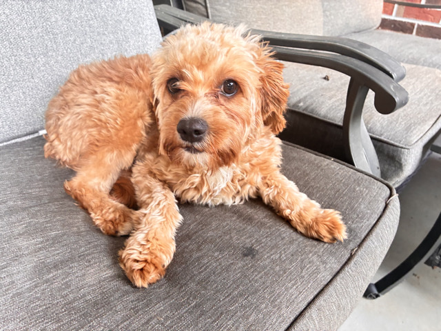 Cavapoo – CKC Registered Cavapoo Puppies – 6 months old – Commerce