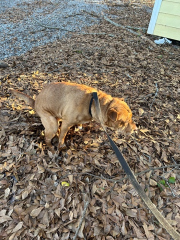 peaches needs a new home 