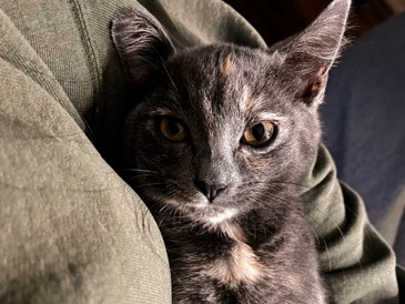 American Shorthair – peach – Phoenix