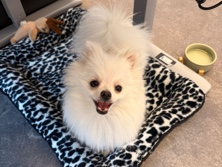 Pomeranian – Fridolin the Pomeranian – Purgstall an der Erlauf