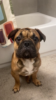 French Bulldog – frenchie