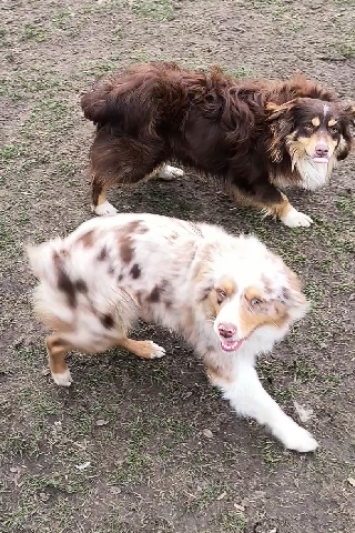 Australian Shepherd – Mini Aussie
