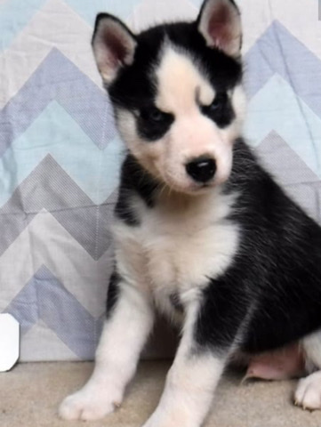 Siberian Husky – Siberian Husky