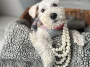 Miniature Schnauzer – Miss Bubbles (8 weeks mini- schnauzer – Deltona