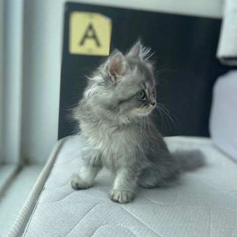 British Shorthair – BSH kittens for rehoming urgent