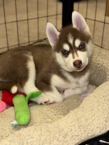 Siberian Husky – Bleu, 8 week husky(vaccinated)