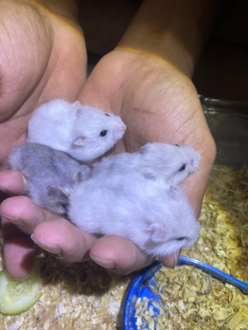 Any – Hamster