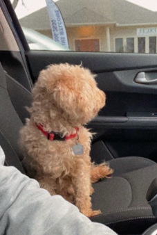Maltese – Maltipoo For Sale