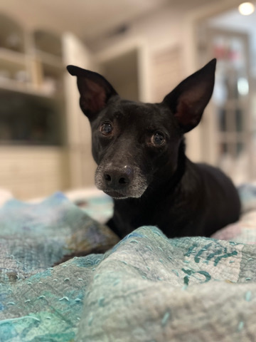 Chihuahua – Sweet Potato