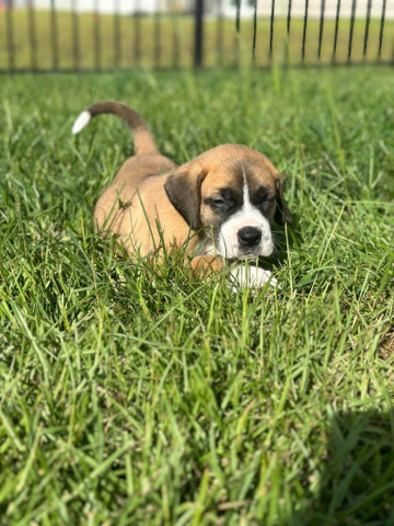 Great Dane – Saint Dane Puppies looking for rehome