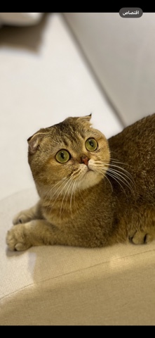 Scottish Fold – Female squash