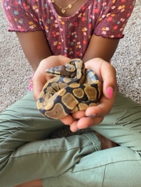 Any – ball python