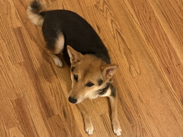Shiba Inu – Adorable Shiba Inu Ready for a New home – Middletown