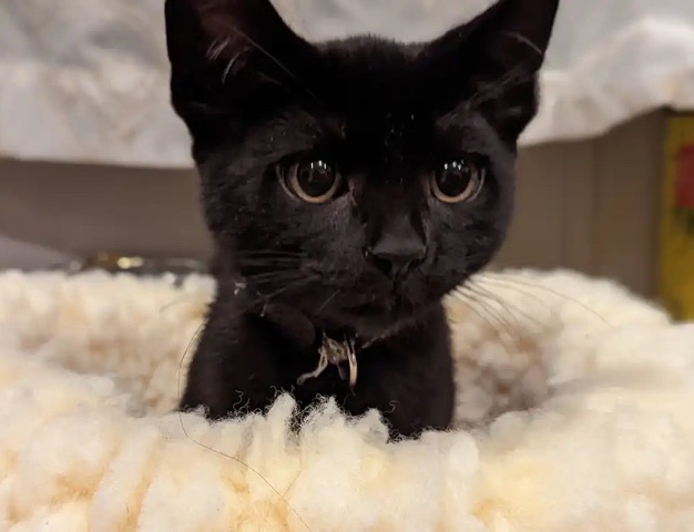 free kittens