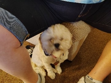 Shih Tzu – 2 year old female shih Tzu – Litchfield